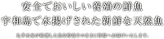 有限会社　丸孝水産